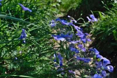 Прикрепленное изображение: DSC_0177.jpg